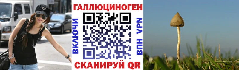 закладки  Ясногорск  Галлюциногенные грибы Psilocybine cubensis 